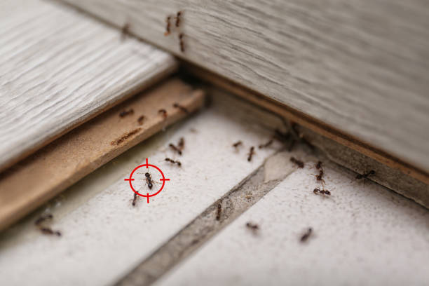 Best Termite Control Services  in Centrevle, IL