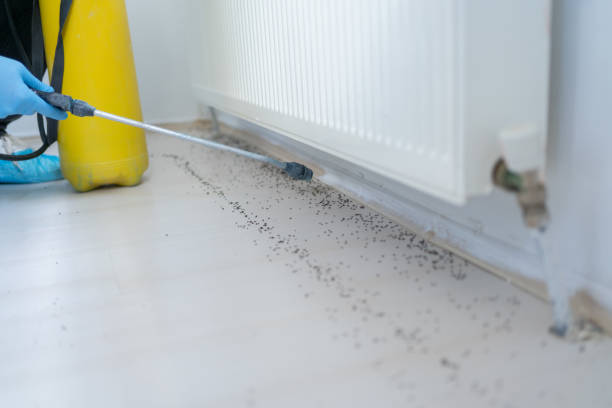Wasp Removal Services in Centreville, IL